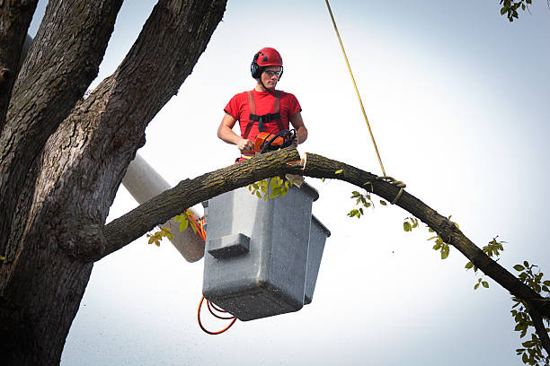 Reliable North Newton, KS Tree Service Solutions